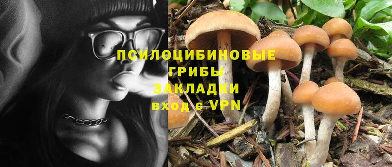 даркнет состав  Шлиссельбург  Псилоцибиновые грибы Psilocybine cubensis  сколько стоит 